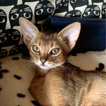 アビシニアン【神奈川県・男の子・2024年4月11日・ルディ】の写真「協調性のある子！」