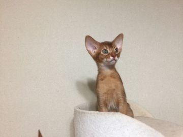 アビシニアン【神奈川県・女の子・2016年9月13日・レッド】の写真「レッドカラーがきれいな甘えん坊な女の子」