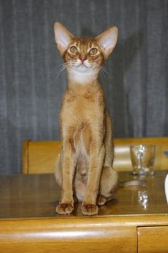 アビシニアン【神奈川県・男の子・2016年9月13日・レッド】の写真「抜群に性格の良い男の子です。」