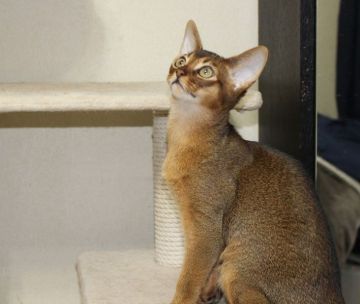 アビシニアン【神奈川県・男の子・2019年11月23日・ルディ】の写真「活発でお喋り好きな男の子。」