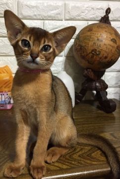 アビシニアン【神奈川県・男の子・2018年7月26日・ルディ】の写真「穏やかで懐っこい男の子!」