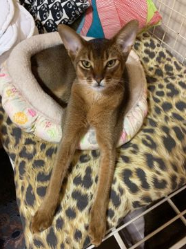 アビシニアン【神奈川県・男の子・2019年4月5日・ルディ】の写真「お笑い系の男の子」