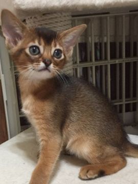 アビシニアン【神奈川県・女の子・2018年3月8日・ルディ】の写真「べたべたな甘えん坊」