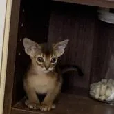 アビシニアン【神奈川県・男の子・2022年12月31日・ルディ】の写真1