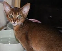 アビシニアン【神奈川県・男の子・2019年2月15日・ルディ】の写真2