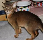 アビシニアン【神奈川県・男の子・2019年2月15日・ルディ】の写真3