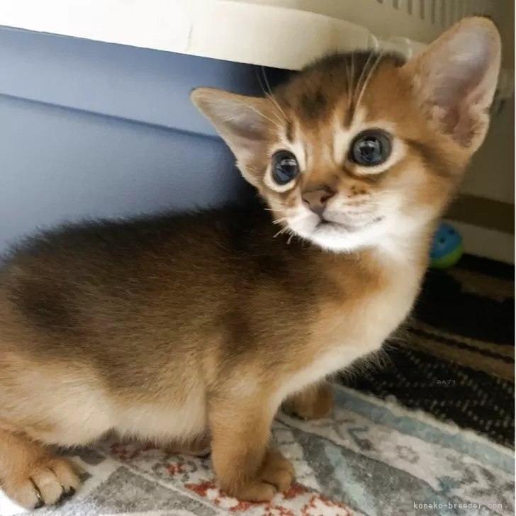 ID：2505-01525の子猫