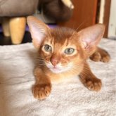 アビシニアン