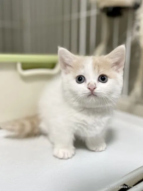 ID：2205-01624の子猫