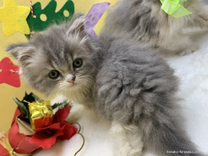 ID：1912-01117の子猫