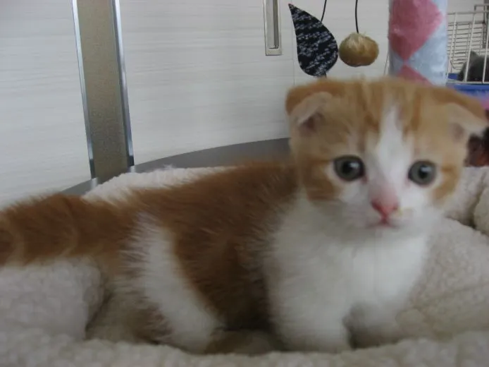 ID：1506-00359の子猫