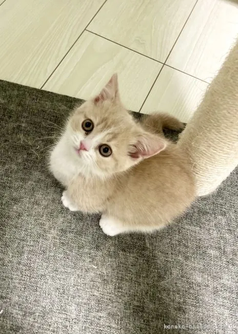 ID：2205-01623の子猫