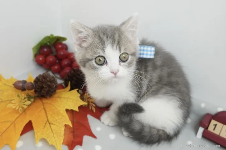 ID：2111-02051の子猫