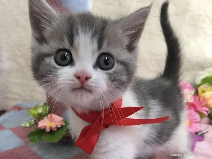 ID：1803-00849の子猫