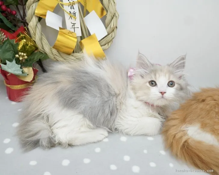 ID:2112-02305の子猫