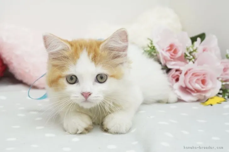 ひろ 様のお迎えした子猫