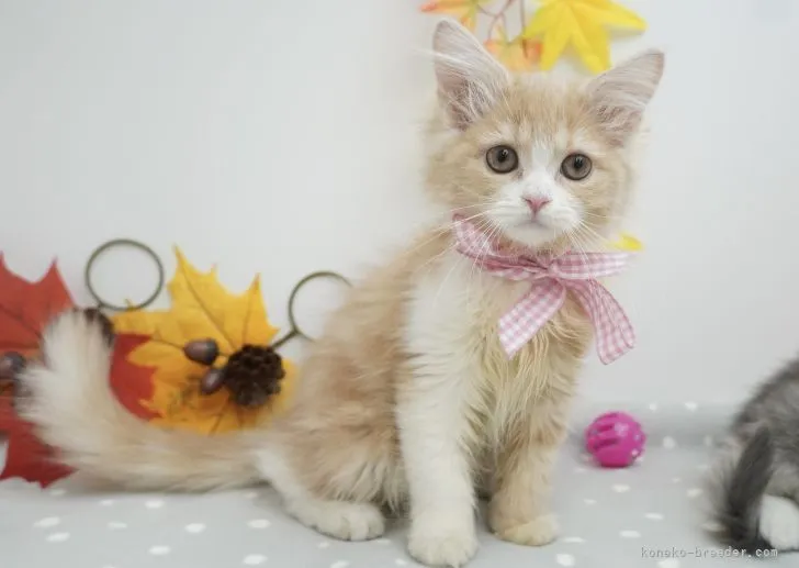 ID:2111-01774の子猫
