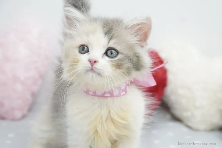 Y.Y 様のお迎えした子猫