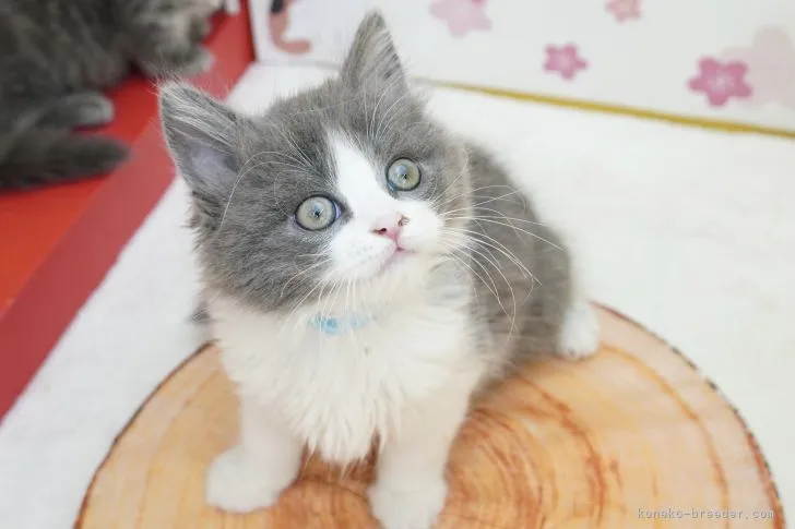 ID:2104-00298の子猫