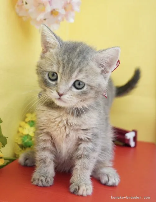 ID：2104-00910の子猫