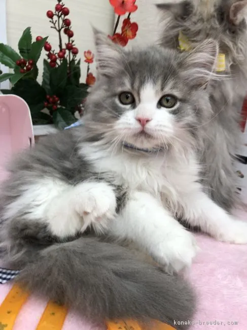 Baron 様のお迎えした子猫