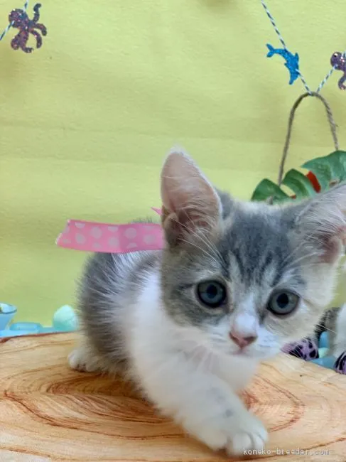 ID：2008-00930の子猫
