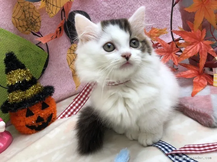 ID:1810-00500の子猫