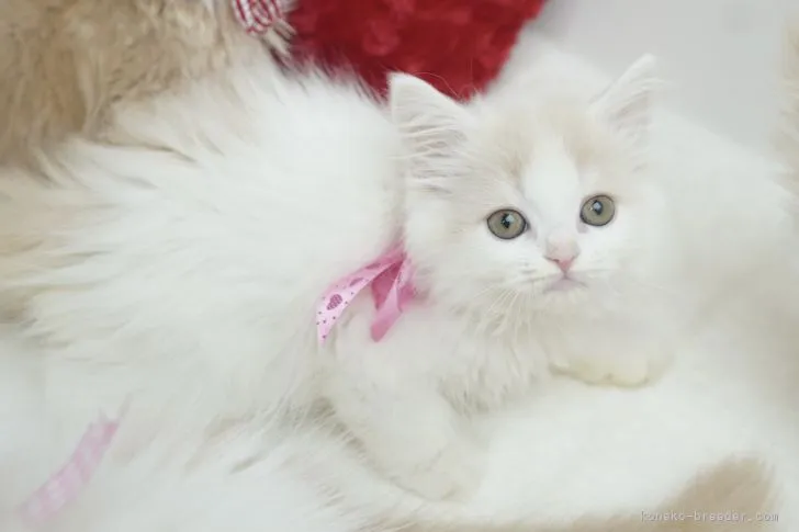 ID:2110-01505の子猫