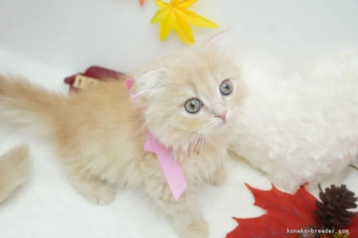 ID:2110-01507の子猫