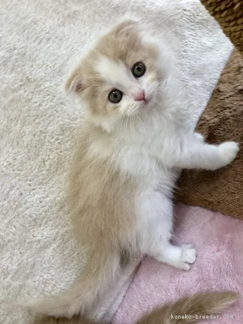 ID:1805-00175の子猫