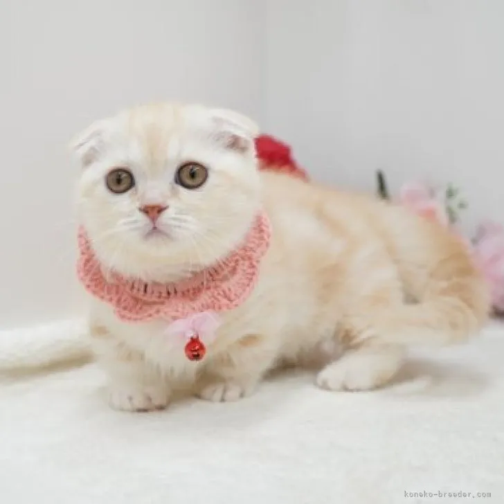 マンチカン(短足)【群馬県・女の子・2023年9月26日・クリームタビー】の写真1「11/28撮影」