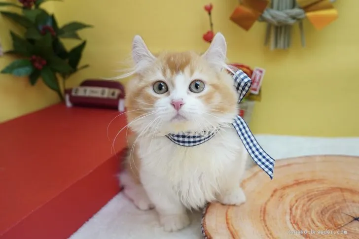 ID：2011-00914の子猫