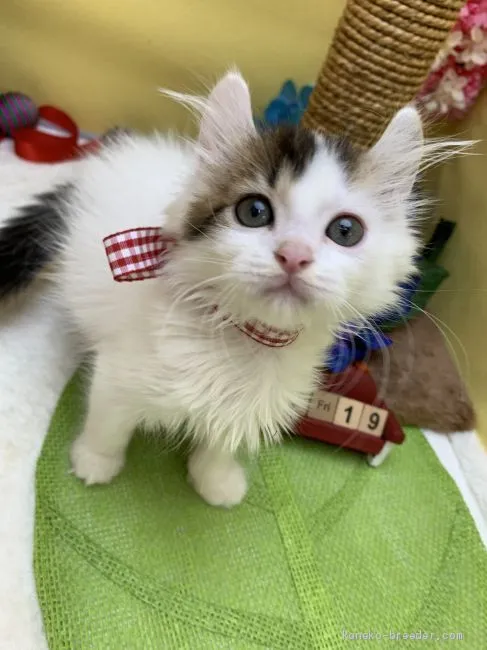 ID:1907-00235の子猫