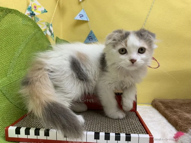 ID：1906-01816の子猫