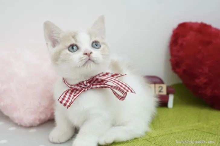 スズダイ 様のお迎えした子猫