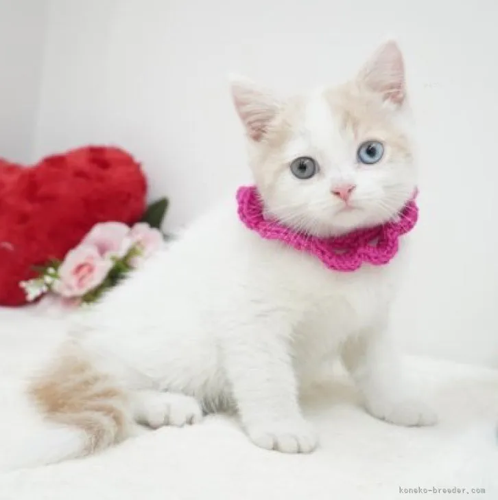 ID：2312-00401の子猫