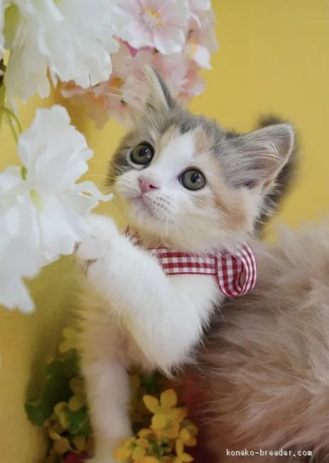 ID：2103-00128の子猫