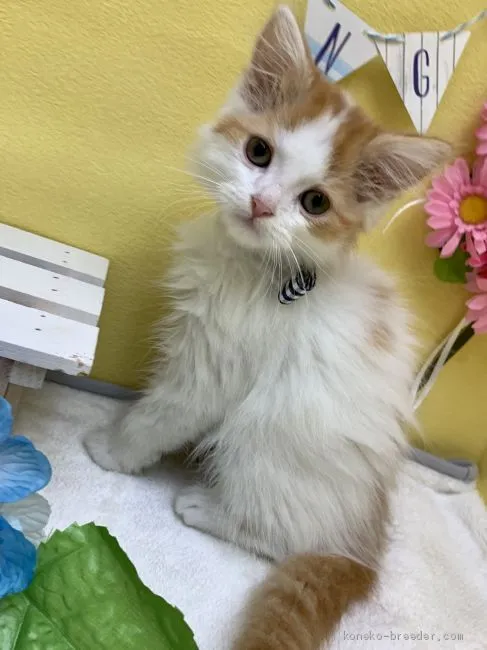 ID：1906-00465の子猫