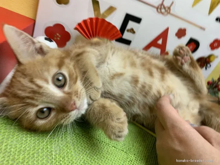 ID:1911-01343の子猫