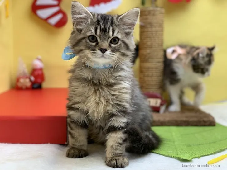 さお 様のお迎えした子猫