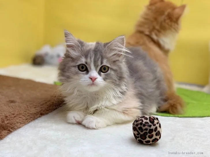 マコト 様のお迎えした子猫