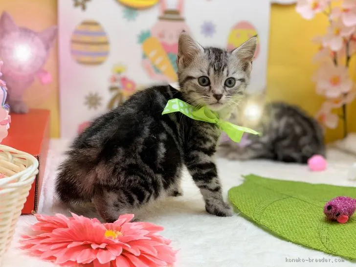 ID：2004-01970の子猫