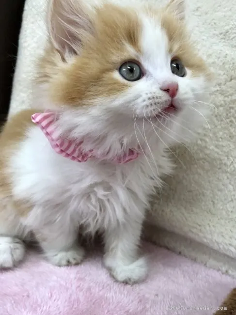 ID：1805-00472の子猫