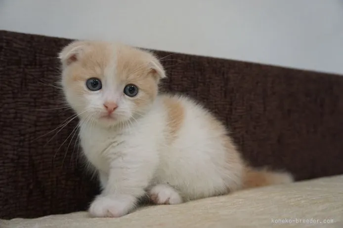 ID：1506-00605の子猫