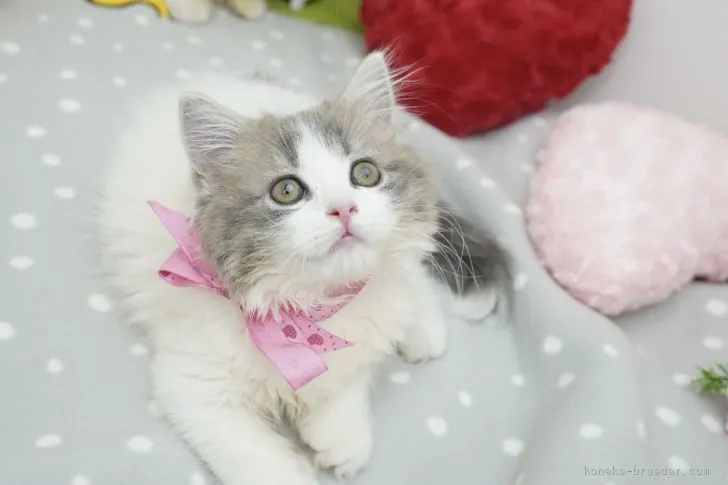 しーまま 様のお迎えした子猫