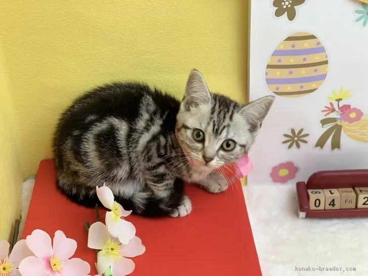 ID：2004-01968の子猫
