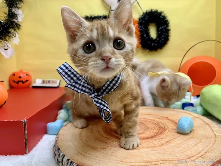 ID：2010-00081の子猫