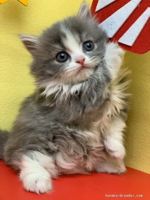 M.M 様のお迎えした子猫