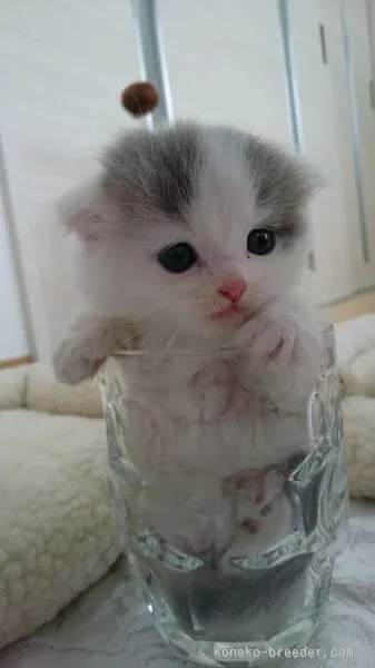 ID：1506-00540の子猫