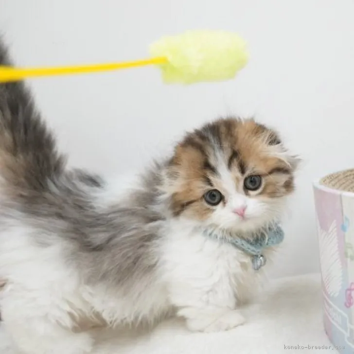 ID:2311-02713の子猫